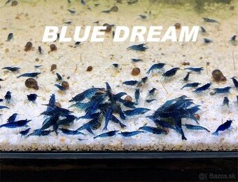 Krevetky neocaridina a Endlerky