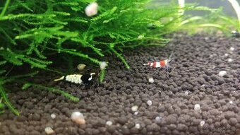 krevetky cardina mix.