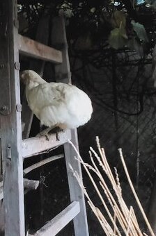 Predám mladého bieleho kohúta araucana