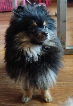 Predám fenku pomeraniana