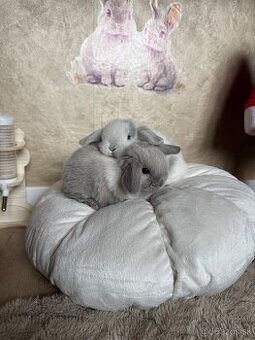🐰 Minilop králiky 🐰