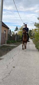 Predam alebo vymenim