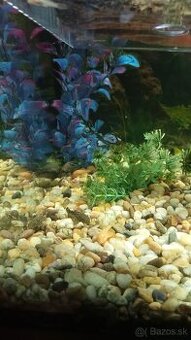 Prisavnik, prísavniky, prisavnici