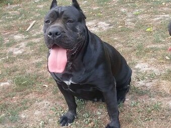 Cane Corso