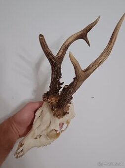 Trofej Trofeje Zhody Parohy Parožie..