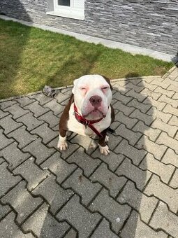 American Bully