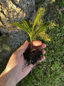 Neopadavý živý plot - Prunus laurocerasus ‘Novita’
