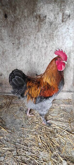Kohút Marans