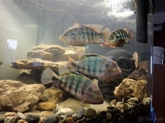 Cichlazoma Americka