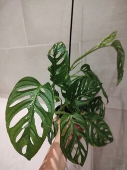 Monstera Adansonii