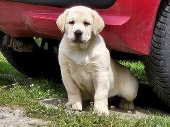 Labrador s PP