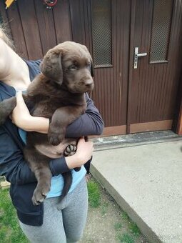 Labrador šteniatko