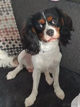 Gavalier king Charles trikolor