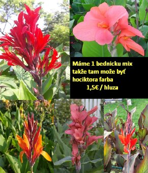 Kana indická