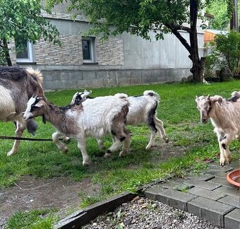 Predám 2 kozičky
