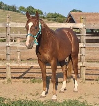 2,5rocny QH valach na predaj