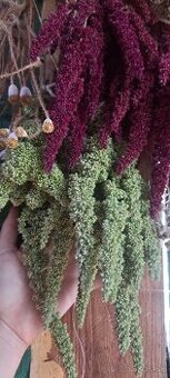 Bordový/zelený sušený amaranthus na dekorovanie aj tvoreni