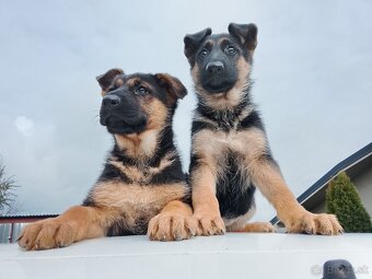 Šteniatka nemecký ovčiak