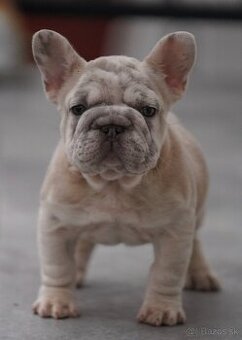 francuzsky buldoček