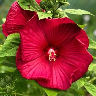 Ibistek bahenny- semena mix 3 farieb