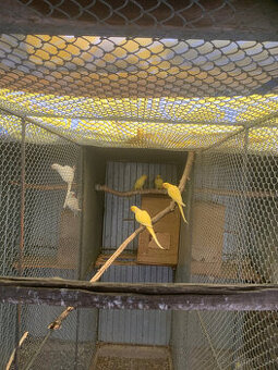 Predám papagáj Alexander malý lutino chovný pár