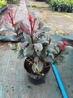 Červienka Red Robin