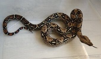 Boa imperator - DH Leopard VPI T+ Albino