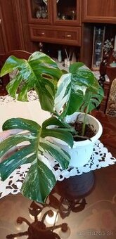 Monstera albo variegata