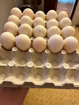 Násadové vajcia Saských kačíc