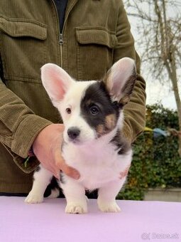 Welsh corgi cardigan s PP