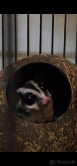 Predam vakovevericku samceka 100eur ,6 mesiace krotky