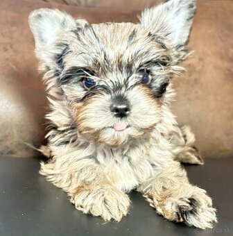 Yorkshire Terrier s PP
