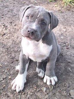 American bully