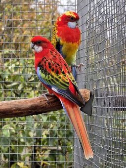 Kúpim rozelu pestrú