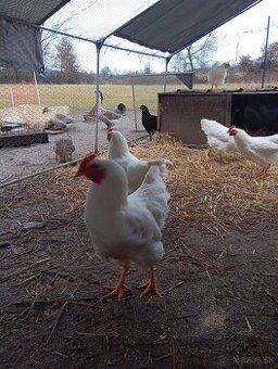 Kohúty plymutka biela , amrox