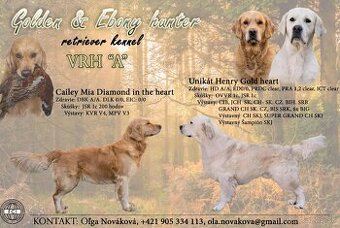 Steniatka zlaty retriever s PP