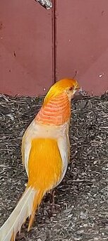 Bažant Broskýňový