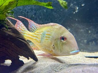 Geophagus Abalios samec