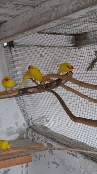 Kakariky