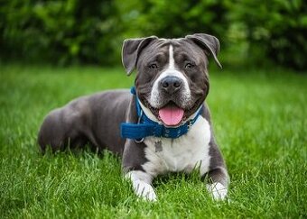 Staford Pitbull Kto daruje.