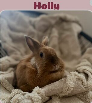 Holly na adopciu