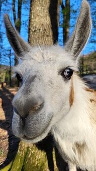 Lama krotka