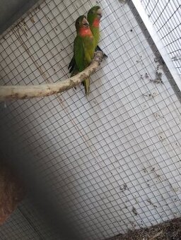 Aratinga ruzohrdly