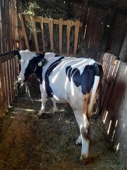 Holstein cca 250kg