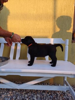 Labrador s PP žlté a čierne šteniatka