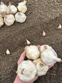 Slovenský sadbový a konzumný jesenný cesnak - pošlem poštou