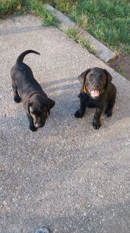 Labrador s PP čierne šteniatka
