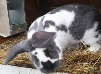 Predám samca NOSxFB