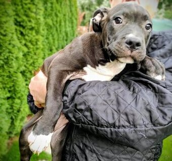 J&K bullys "ponúkame na predaj American bully XL