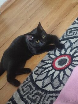 Darujem do dobrých rúk mačičku